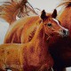 کد3114 تابلو فرش ماشینی حیوانات- اسب و کره اسب