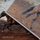 کد3115 تابلو فرش ماشینی حیوانات- اسبهای وحشی